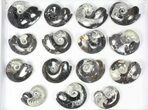 Lot: Polished Goniatite Fossils Assorted Sizes - Pieces #82172-2